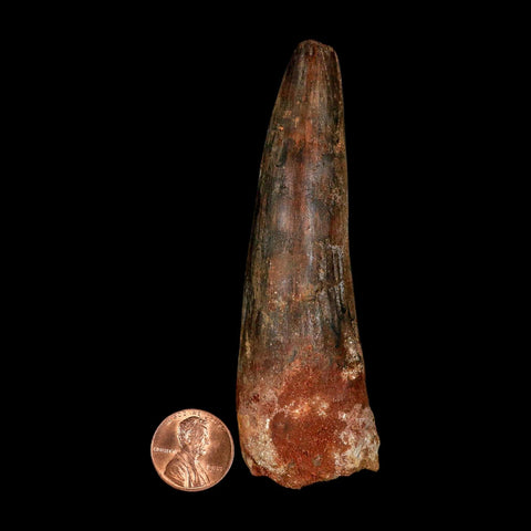 XXL 4" Spinosaurus Fossil Tooth 100 Million Years Old Cretaceous Dinosaur COA
