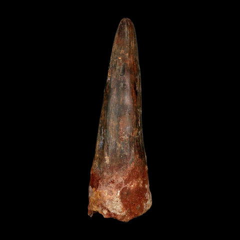 XXL 4" Spinosaurus Fossil Tooth 100 Million Years Old Cretaceous Dinosaur COA
