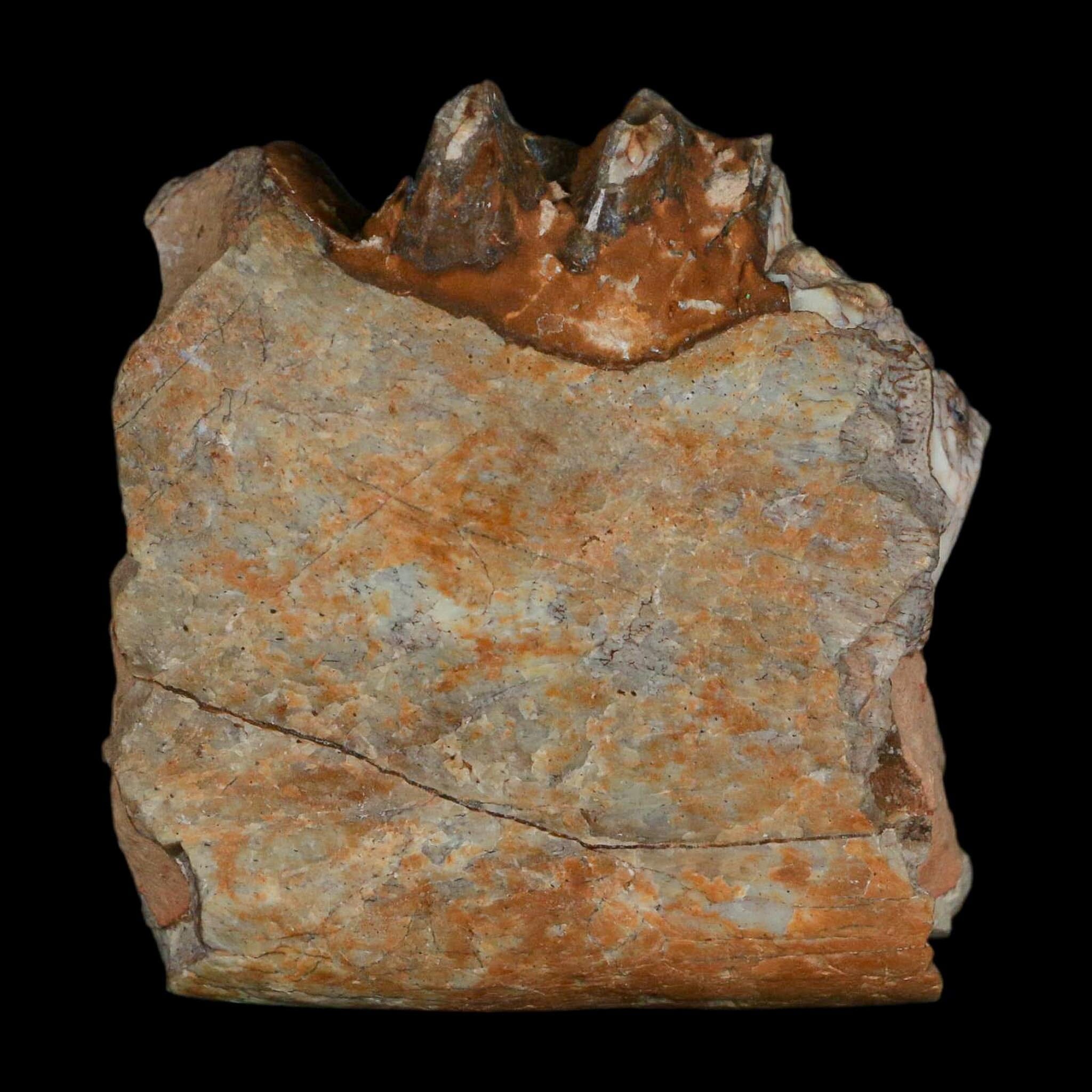 0.7" Running Rhino Hyracodon Nebrascensis Fossil Jaw Section Tooth SD Badlands COA - Fossil Age Minerals