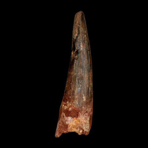XXL 4" Spinosaurus Fossil Tooth 100 Million Years Old Cretaceous Dinosaur COA