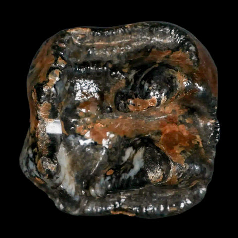 2.3" Rare Deinotherium Giganteum Fossil Tooth Miocene Deinothere Gracanica Bosnia COA - Fossil Age Minerals