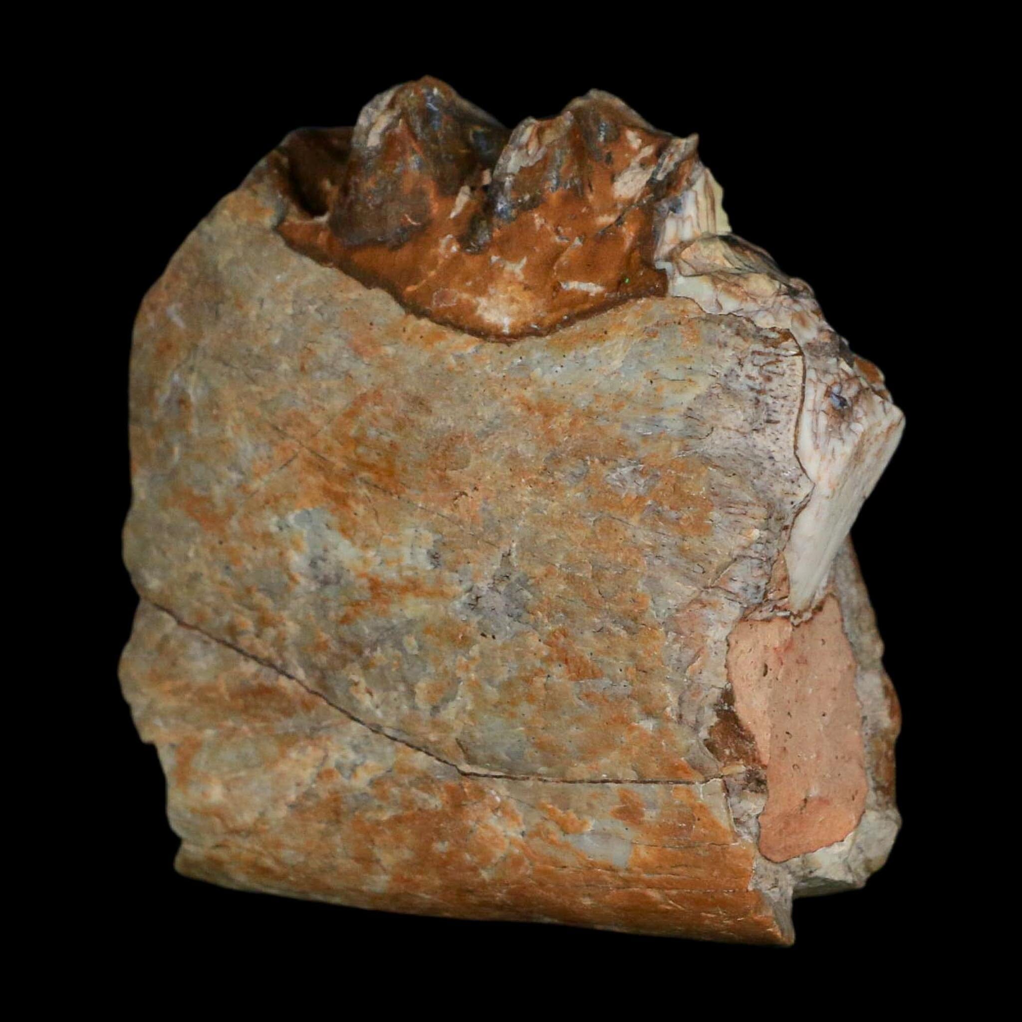 0.7" Running Rhino Hyracodon Nebrascensis Fossil Jaw Section Tooth SD Badlands COA - Fossil Age Minerals
