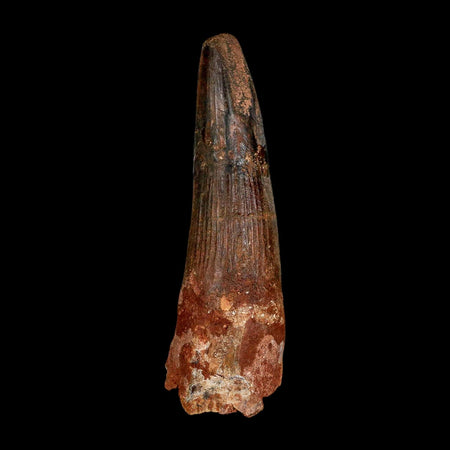 XXL 4" Spinosaurus Fossil Tooth 100 Million Years Old Cretaceous Dinosaur COA