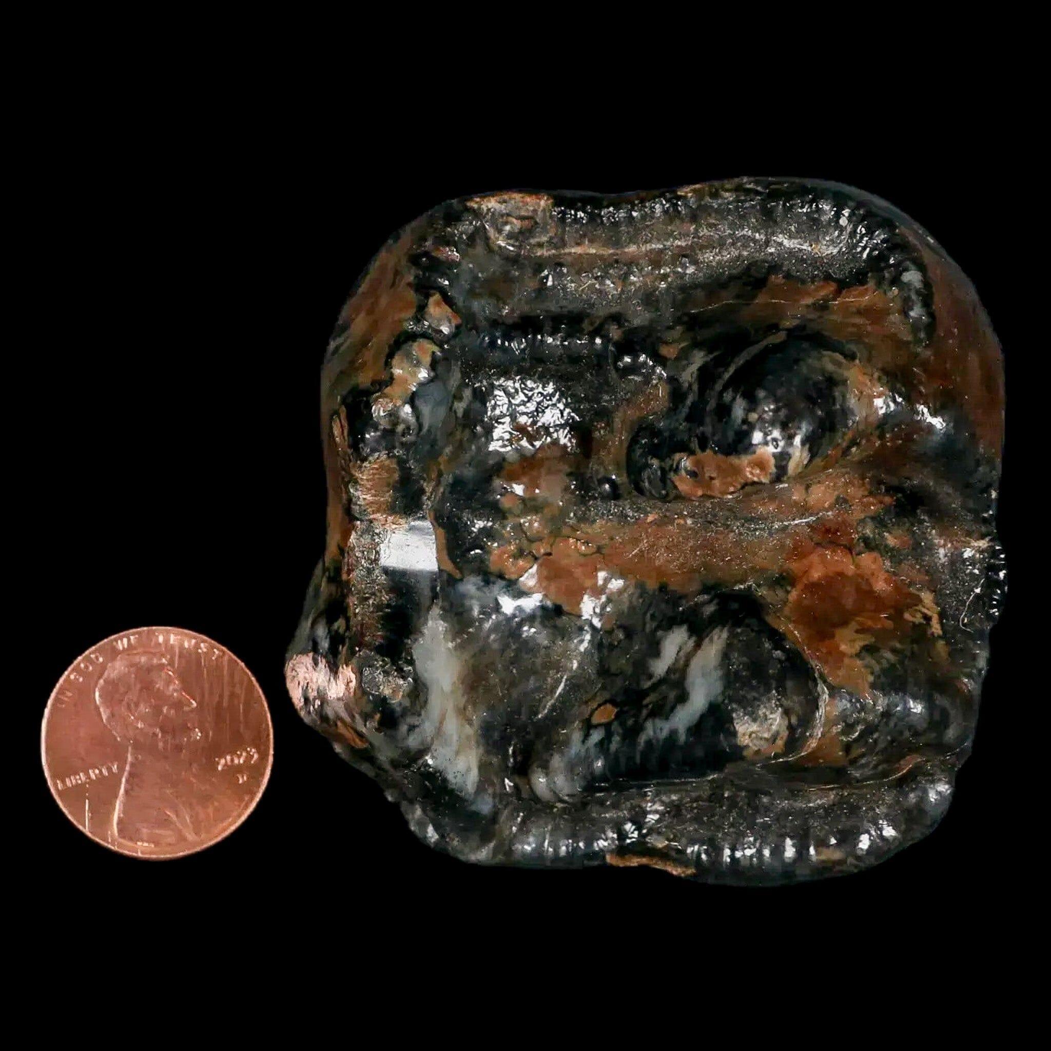 2.3" Rare Deinotherium Giganteum Fossil Tooth Miocene Deinothere Gracanica Bosnia COA - Fossil Age Minerals