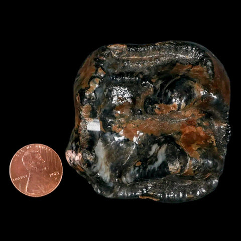 2.3" Rare Deinotherium Giganteum Fossil Tooth Miocene Deinothere Gracanica Bosnia COA - Fossil Age Minerals