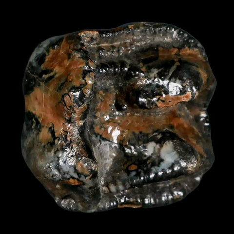 2.3" Rare Deinotherium Giganteum Fossil Tooth Miocene Deinothere Gracanica Bosnia COA - Fossil Age Minerals