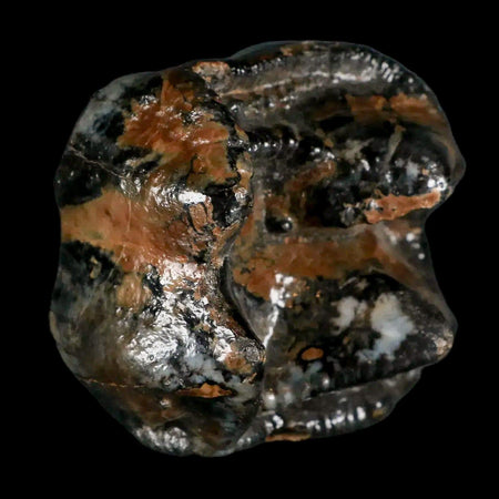 2.3" Rare Deinotherium Giganteum Fossil Tooth Miocene Deinothere Gracanica Bosnia COA