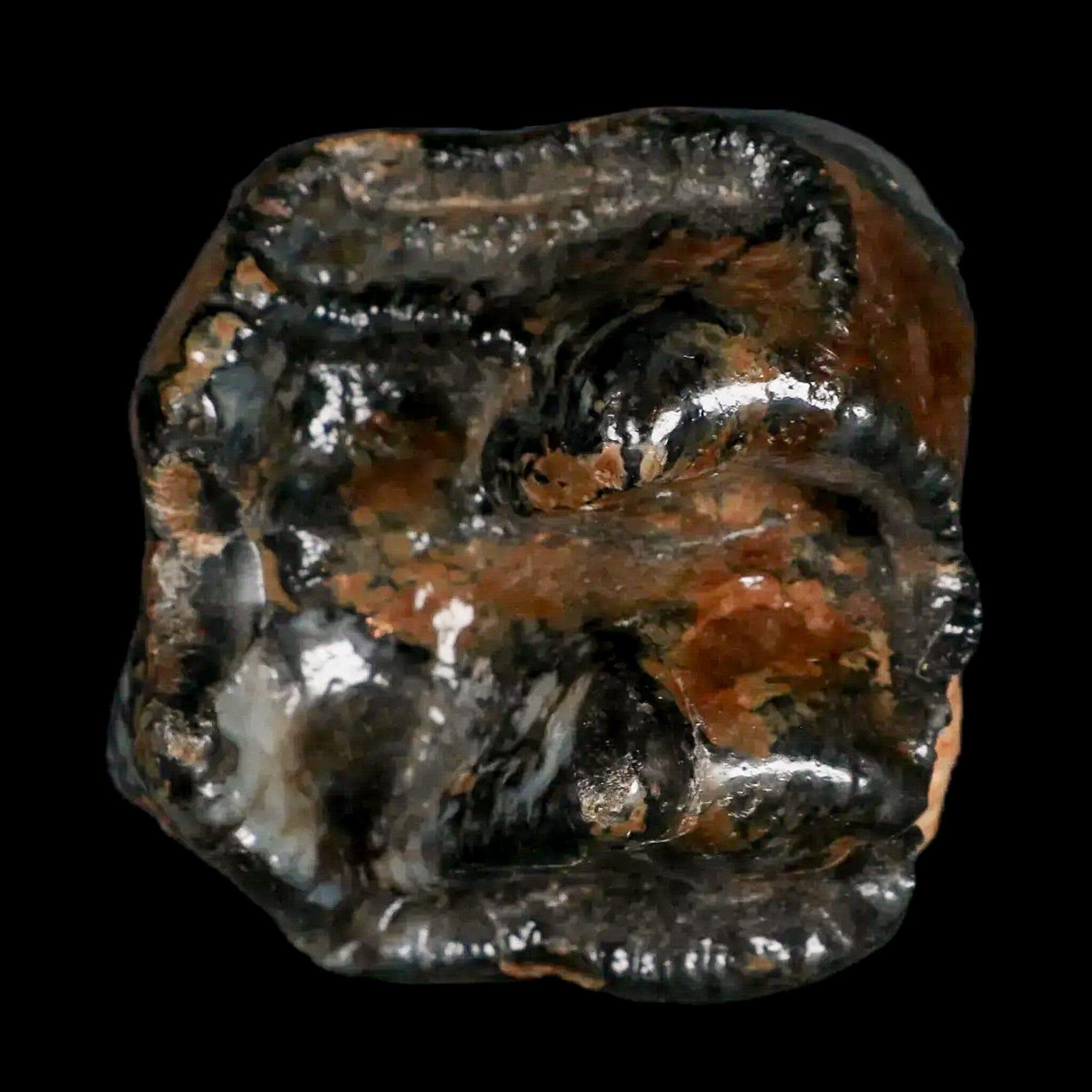 2.3" Rare Deinotherium Giganteum Fossil Tooth Miocene Deinothere Gracanica Bosnia COA - Fossil Age Minerals