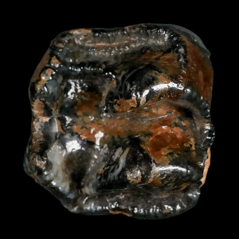 2.3" Rare Deinotherium Giganteum Fossil Tooth Miocene Deinothere Gracanica Bosnia COA - Fossil Age Minerals