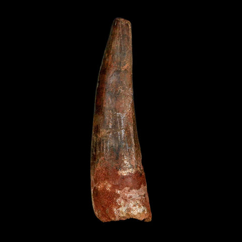 XXL 4" Spinosaurus Fossil Tooth 100 Million Years Old Cretaceous Dinosaur COA