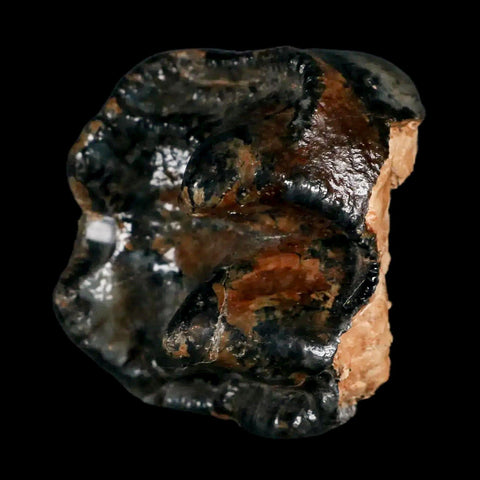 2.3" Rare Deinotherium Giganteum Fossil Tooth Miocene Deinothere Gracanica Bosnia COA - Fossil Age Minerals