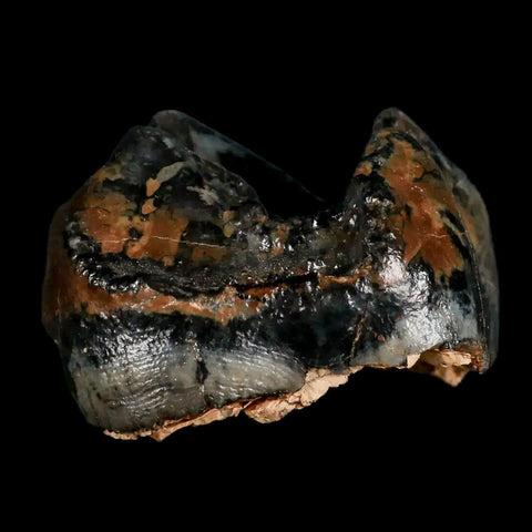 2.3" Rare Deinotherium Giganteum Fossil Tooth Miocene Deinothere Gracanica Bosnia COA - Fossil Age Minerals