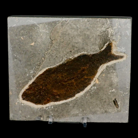 XXL 4.9" Knightia Eocaena Fossil Fish Green River FM WY Eocene Age COA & Stand - Fossil Age Minerals