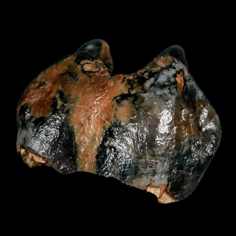 2.3" Rare Deinotherium Giganteum Fossil Tooth Miocene Deinothere Gracanica Bosnia COA - Fossil Age Minerals