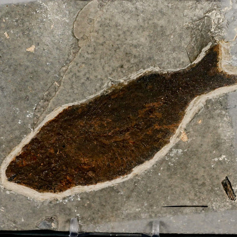 XXL 4.9" Knightia Eocaena Fossil Fish Green River FM WY Eocene Age COA & Stand - Fossil Age Minerals