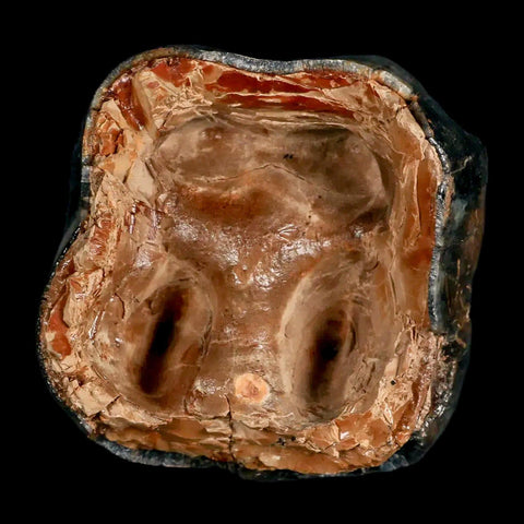 2.3" Rare Deinotherium Giganteum Fossil Tooth Miocene Deinothere Gracanica Bosnia COA - Fossil Age Minerals