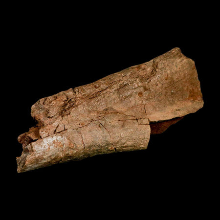 7.2" Edmontosaurus Fossil Ischium Lance Creek FM Cretaceous Dinosaur WY COA