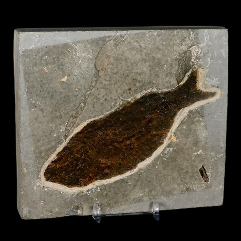XXL 4.9" Knightia Eocaena Fossil Fish Green River FM WY Eocene Age COA & Stand - Fossil Age Minerals