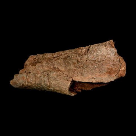 7.2" Edmontosaurus Fossil Ischium Lance Creek FM Cretaceous Dinosaur WY COA