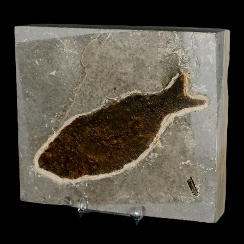 XXL 4.9" Knightia Eocaena Fossil Fish Green River FM WY Eocene Age COA & Stand - Fossil Age Minerals