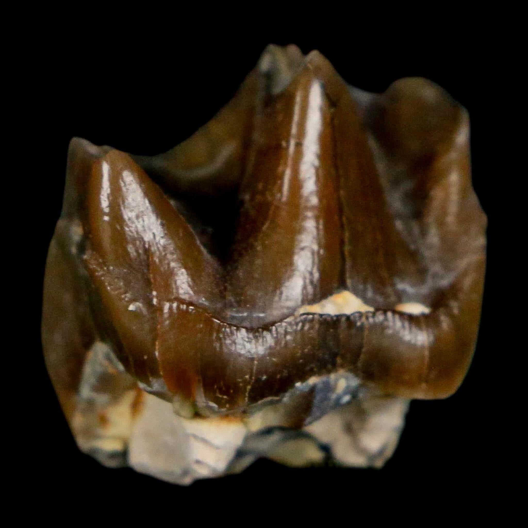 0.7" Running Rhino Hyracodon Nebrascensis Fossil Tooth South Dakota Badlands COA - Fossil Age Minerals