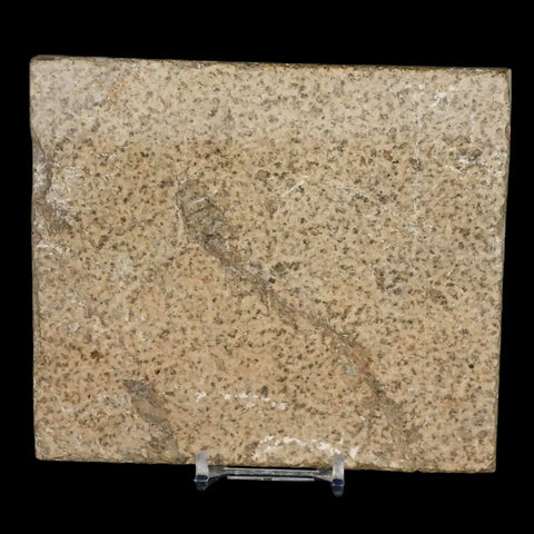 XXL 4.9" Knightia Eocaena Fossil Fish Green River FM WY Eocene Age COA & Stand - Fossil Age Minerals