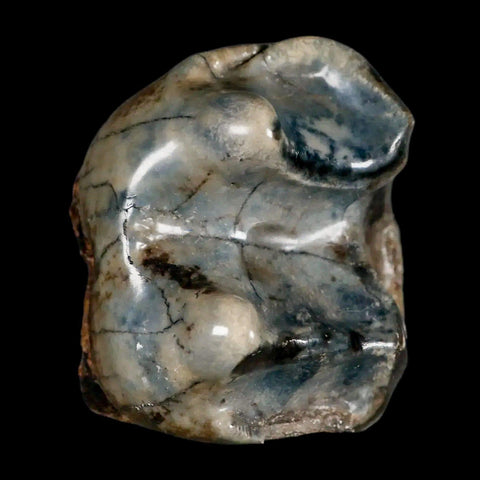 2.3" Rare Deinotherium Giganteum Fossil Tooth Miocene Deinothere Gracanica Bosnia COA - Fossil Age Minerals