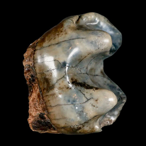 2.3" Rare Deinotherium Giganteum Fossil Tooth Miocene Deinothere Gracanica Bosnia COA - Fossil Age Minerals