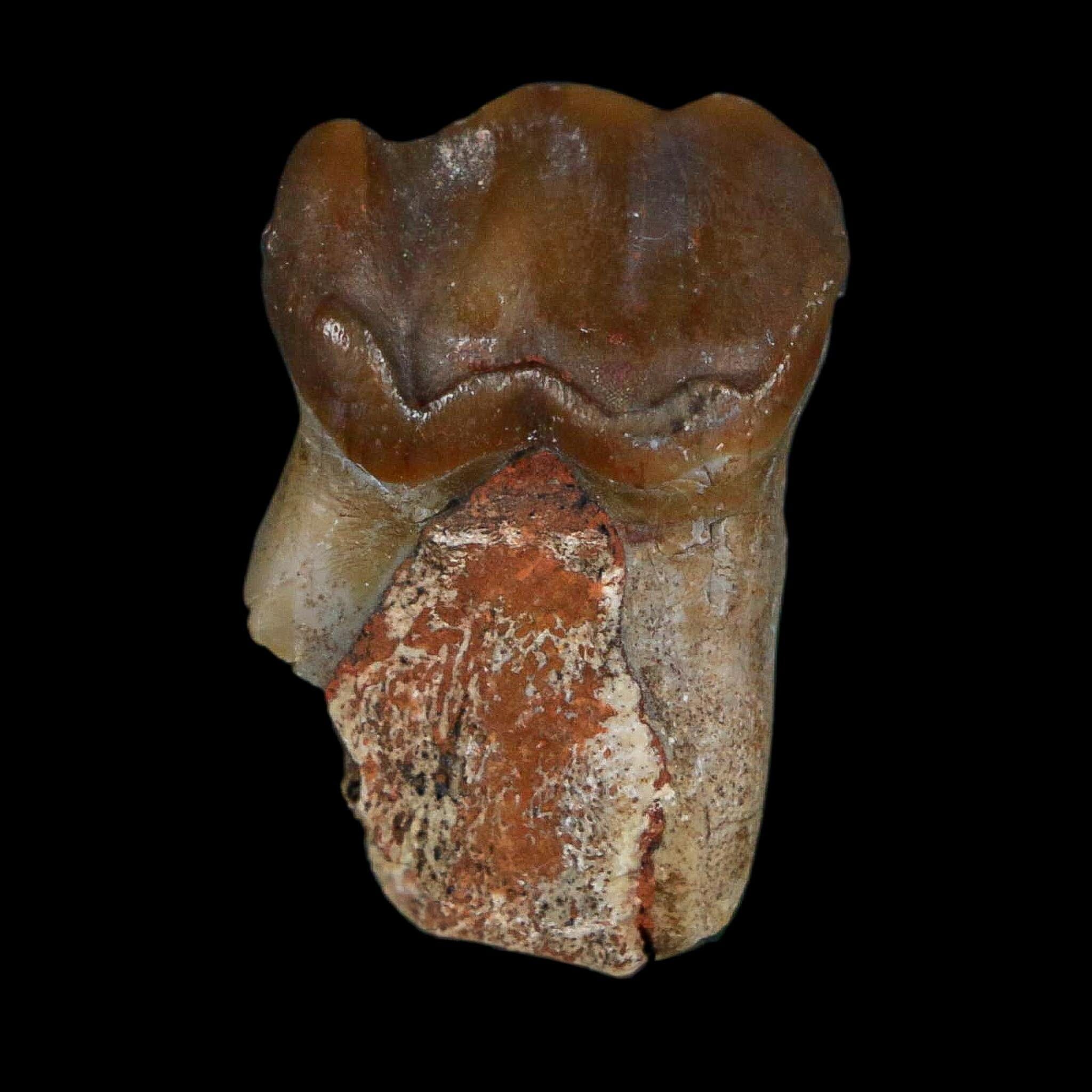1" Running Rhino Hyracodon Nebrascensis Fossil Tooth South Dakota Badlands COA - Fossil Age Minerals