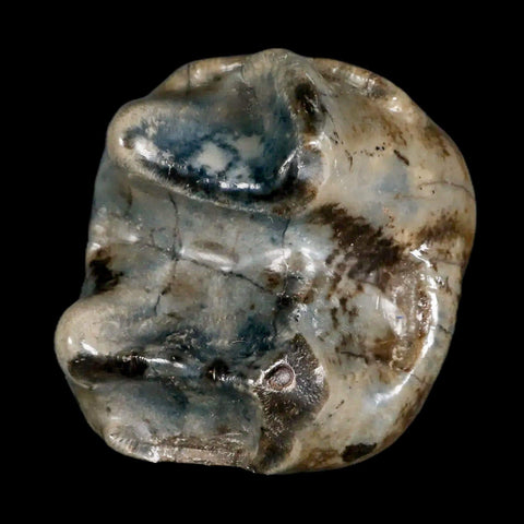 2.3" Rare Deinotherium Giganteum Fossil Tooth Miocene Deinothere Gracanica Bosnia COA - Fossil Age Minerals