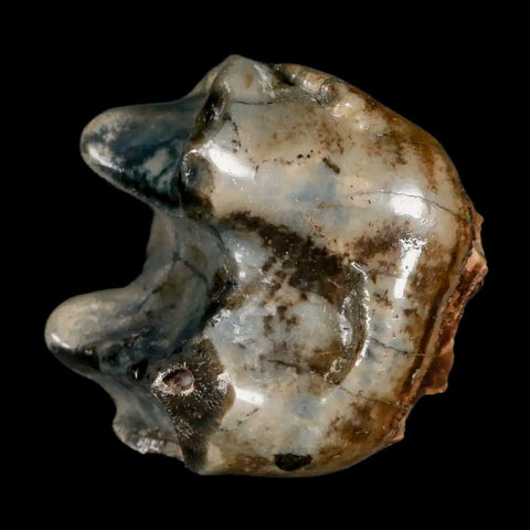 2.3" Rare Deinotherium Giganteum Fossil Tooth Miocene Deinothere Gracanica Bosnia COA - Fossil Age Minerals