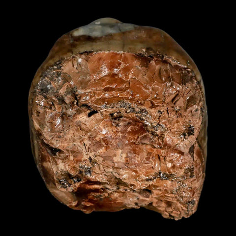 2.3" Rare Deinotherium Giganteum Fossil Tooth Miocene Deinothere Gracanica Bosnia COA - Fossil Age Minerals