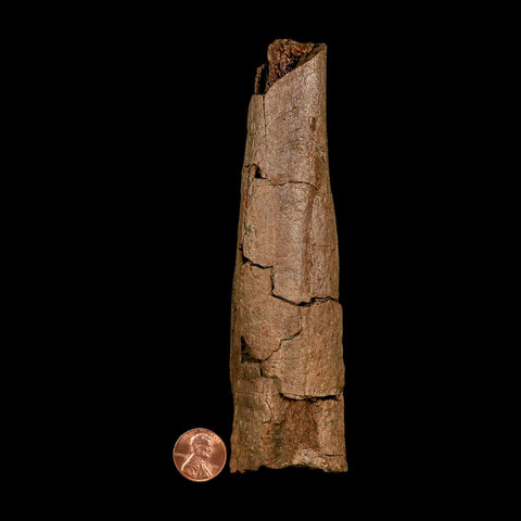 5.9" Edmontosaurus Fossil Rib Section Lance Creek FM Cretaceous Dinosaur WY COA