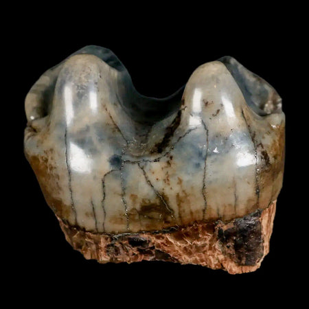 2.3" Rare Deinotherium Giganteum Fossil Tooth Miocene Deinothere Gracanica Bosnia COA