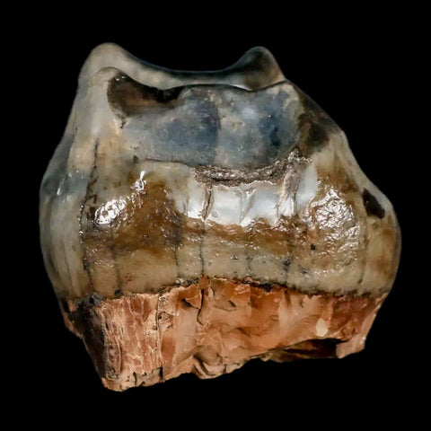 2.3" Rare Deinotherium Giganteum Fossil Tooth Miocene Deinothere Gracanica Bosnia COA - Fossil Age Minerals