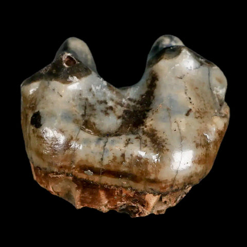 2.3" Rare Deinotherium Giganteum Fossil Tooth Miocene Deinothere Gracanica Bosnia COA - Fossil Age Minerals