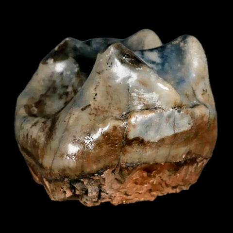 2.3" Rare Deinotherium Giganteum Fossil Tooth Miocene Deinothere Gracanica Bosnia COA - Fossil Age Minerals