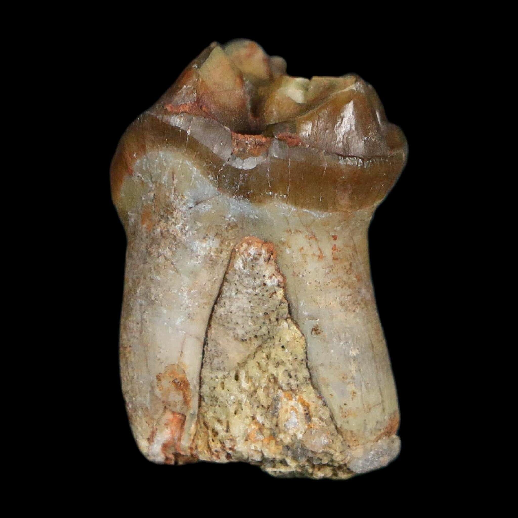 1" Running Rhino Hyracodon Nebrascensis Fossil Tooth South Dakota Badlands COA - Fossil Age Minerals
