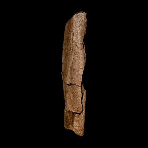 5.9" Edmontosaurus Fossil Rib Section Lance Creek FM Cretaceous Dinosaur WY COA