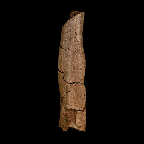 5.9" Edmontosaurus Fossil Rib Section Lance Creek FM Cretaceous Dinosaur WY COA