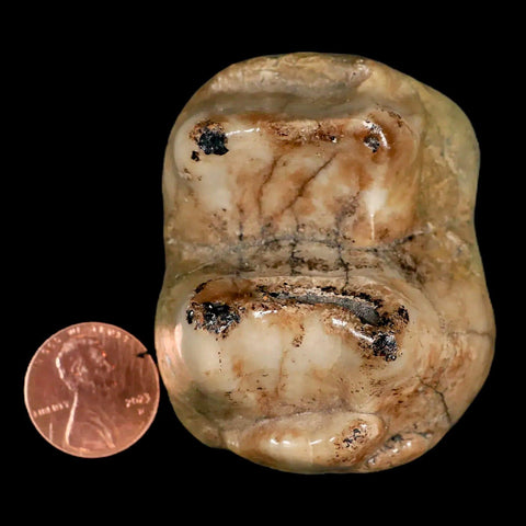 2.3" Rare Deinotherium Giganteum Fossil Tooth Miocene Deinothere Gracanica Bosnia COA - Fossil Age Minerals