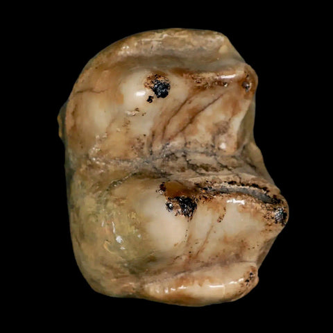 2.3" Rare Deinotherium Giganteum Fossil Tooth Miocene Deinothere Gracanica Bosnia COA - Fossil Age Minerals