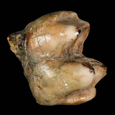 2.3" Rare Deinotherium Giganteum Fossil Tooth Miocene Deinothere Gracanica Bosnia COA - Fossil Age Minerals