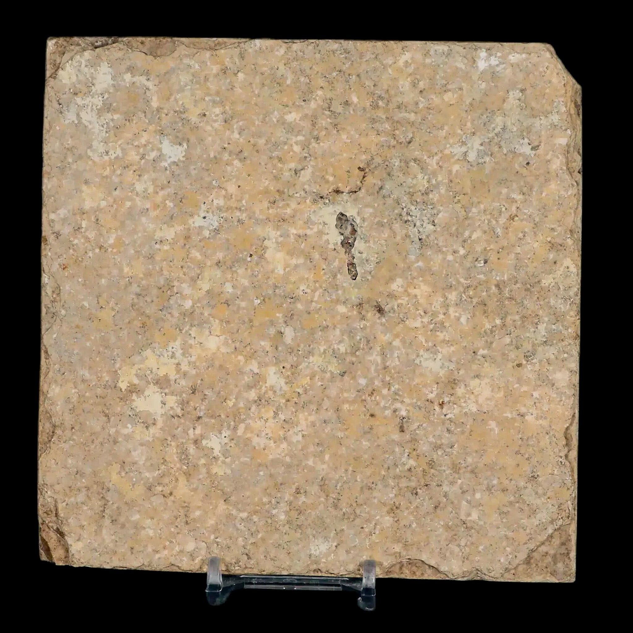 Two 2 Knightia Eocaena Fossil Fish Green River FM WY Eocene Age COA & Stand - Fossil Age Minerals