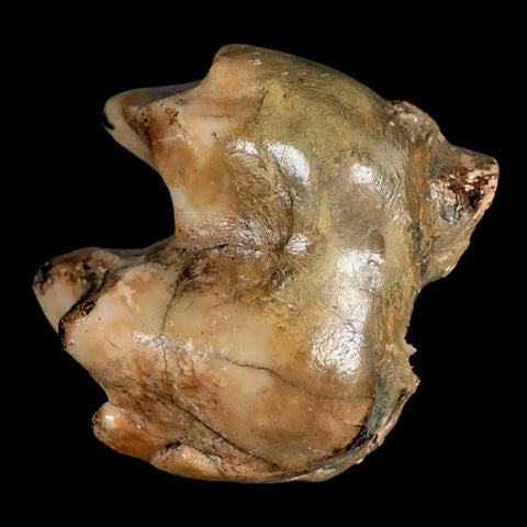 2.3" Rare Deinotherium Giganteum Fossil Tooth Miocene Deinothere Gracanica Bosnia COA - Fossil Age Minerals