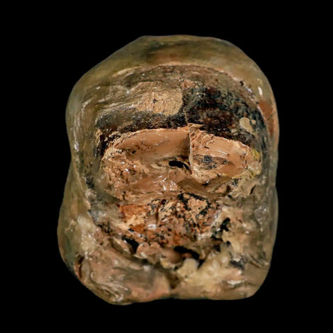 2.3" Rare Deinotherium Giganteum Fossil Tooth Miocene Deinothere Gracanica Bosnia COA - Fossil Age Minerals