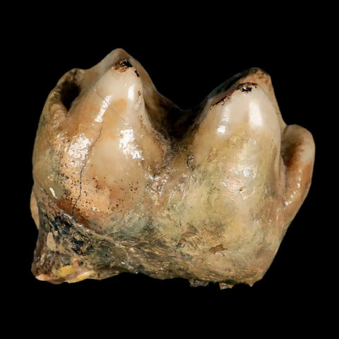 2.3" Rare Deinotherium Giganteum Fossil Tooth Miocene Deinothere Gracanica Bosnia COA - Fossil Age Minerals