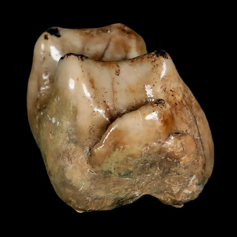 2.3" Rare Deinotherium Giganteum Fossil Tooth Miocene Deinothere Gracanica Bosnia COA - Fossil Age Minerals