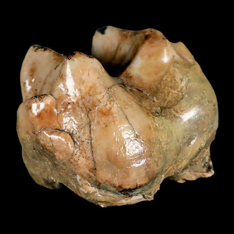 2.3" Rare Deinotherium Giganteum Fossil Tooth Miocene Deinothere Gracanica Bosnia COA - Fossil Age Minerals