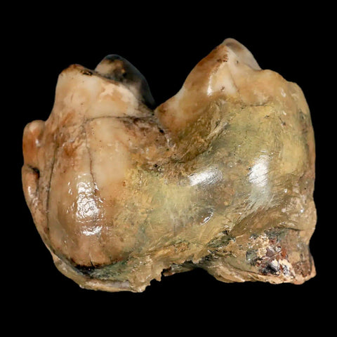 2.3" Rare Deinotherium Giganteum Fossil Tooth Miocene Deinothere Gracanica Bosnia COA - Fossil Age Minerals